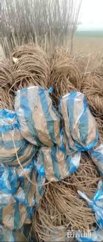 150厘米爬山虎