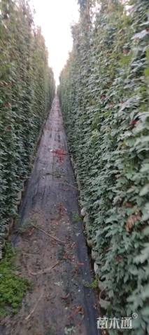 140厘米藤本月季