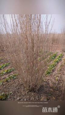 高度200厘米丛生木槿