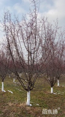 13公分垂丝海棠