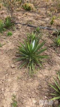 高度65厘米丝兰