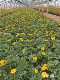 高度20厘米孔雀草