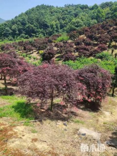 高度250厘米羽毛枫
