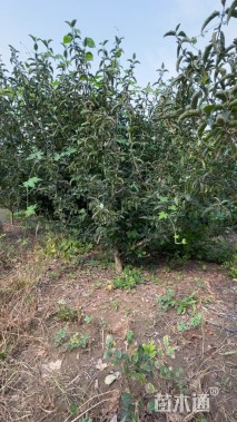 高度250厘米木绣球