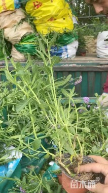 高度20厘米柳叶马鞭草