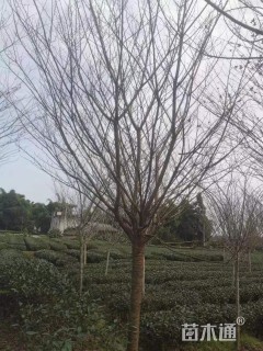 15公分樱花