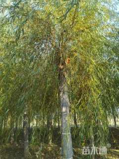 15公分嫁接垂柳