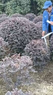 冠幅120厘米红花继木球