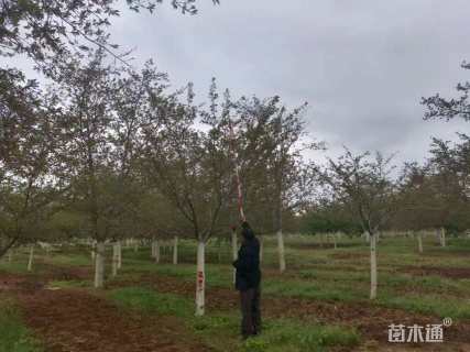 15公分樱花