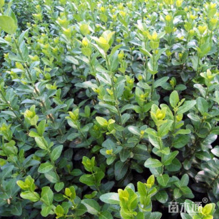 50厘米大叶扶芳藤苗