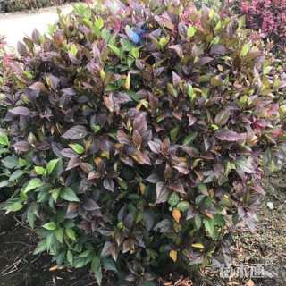 高度80厘米扶桑球