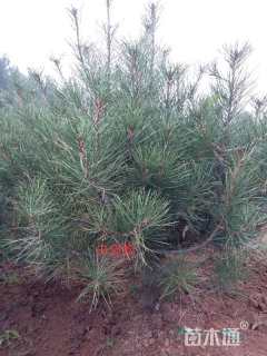 高度150厘米黑松