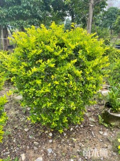 高度100厘米金叶假连翘球