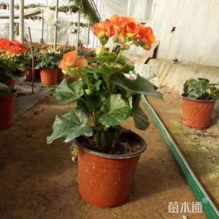 高度30厘米丽格海棠