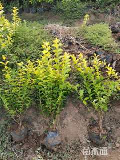 高度45厘米金叶女贞