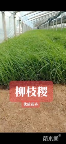 高度15厘米柳枝稷