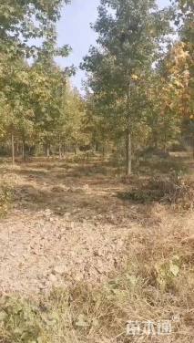 20公分北美枫香