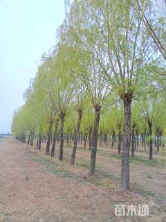 15公分柳树