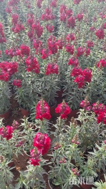 高度25厘米矮牵牛