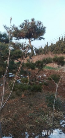 12公分造型黑松