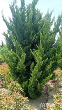 高度350厘米柏树