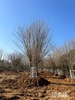 高度700厘米丛生元宝枫