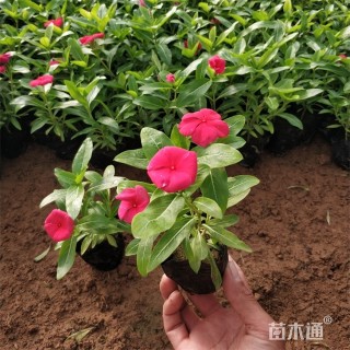 高度17厘米长春花