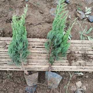 高度50厘米小龙柏