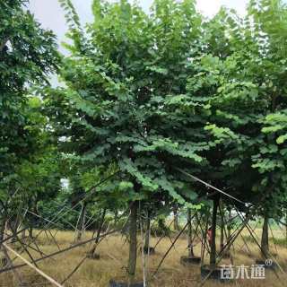 10公分洋紫荆