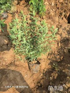 高度50厘米银露梅