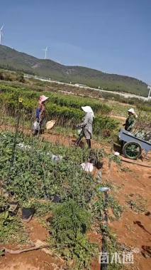 高度40厘米花椒