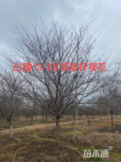 18公分日本早樱