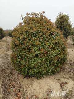 冠幅200厘米红叶石楠球