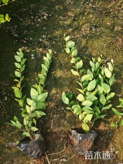 高度30厘米金森女贞