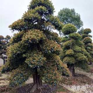 12公分椤木石楠