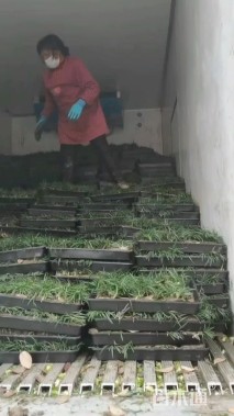 高度10厘米玉龙草