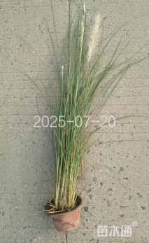 高度60厘米羽绒狼尾草