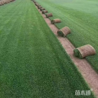 草块状马尼拉草