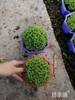 高度10厘米扇叶铁线蕨