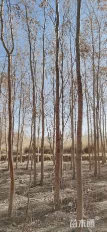 8公分胡杨树