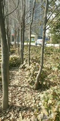 6公分樱花