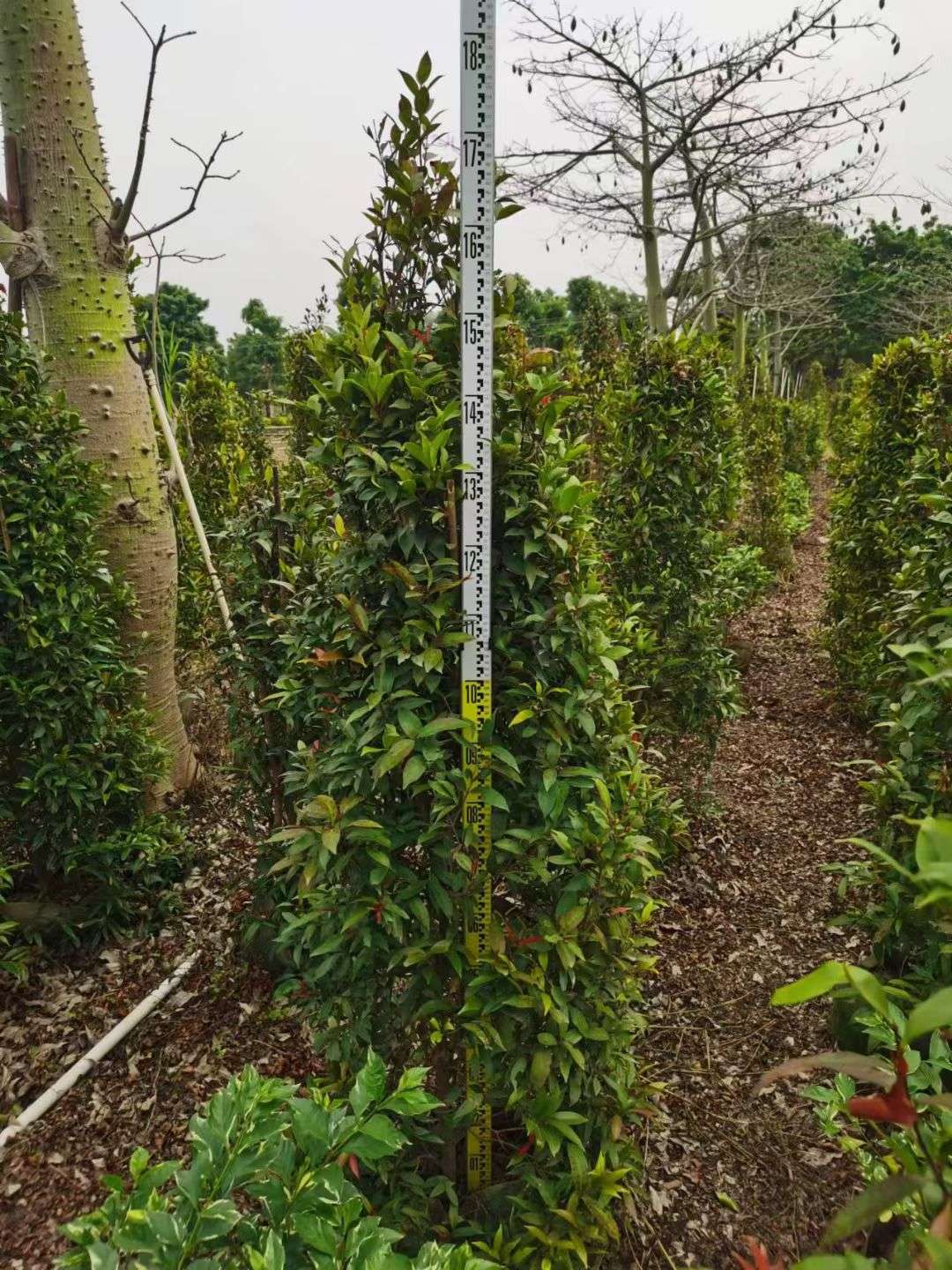 高度150厘米红车球