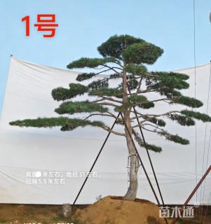 高度500厘米造型工程黑松