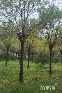 18公分金叶白蜡