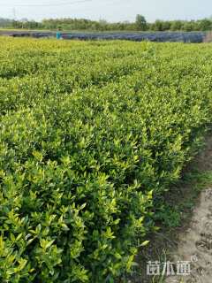 高度45厘米栀子花