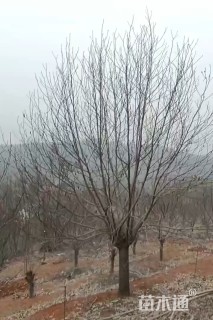 22公分紫玉兰