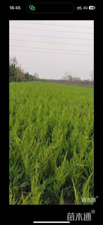 高度250厘米黑松