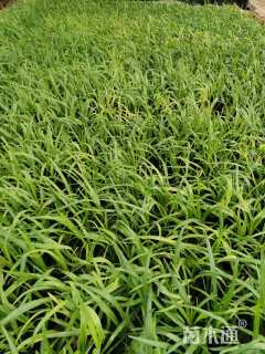 高度10厘米蛇鞭菊