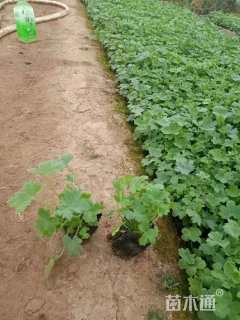 高度15厘米飞燕草