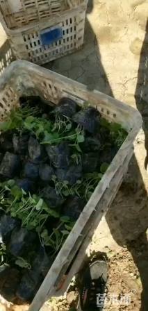 高度15厘米蜀葵